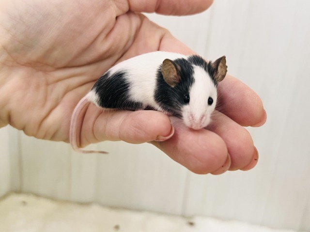 パンダマウス
