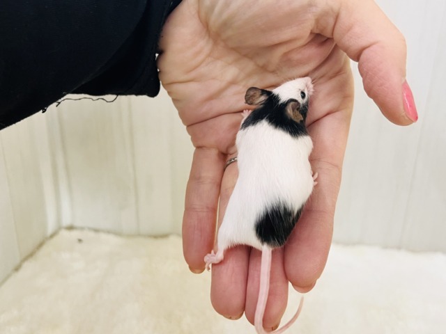 わらわら〜と大集合♡ちびっこネズミのパンダマウスの女の子! パンダマウス