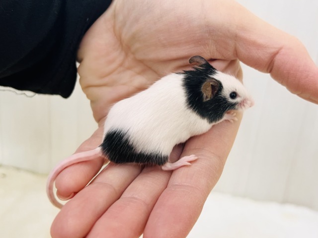 パンダマウス