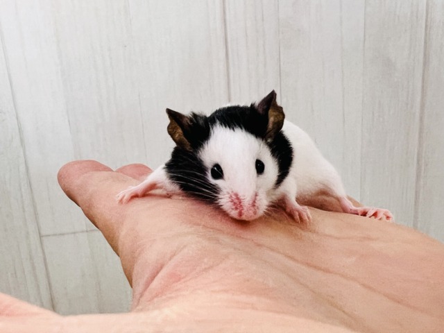 パンダマウス