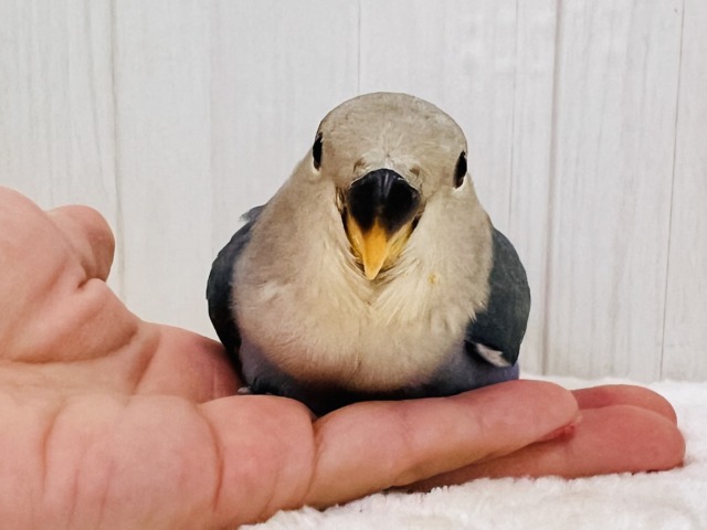 晴天☀️.°キラキラブルー💍 ̖́-コザクラインコのヒナ(ブルー)入荷しました❤️ コザクラインコ(小桜インコ)