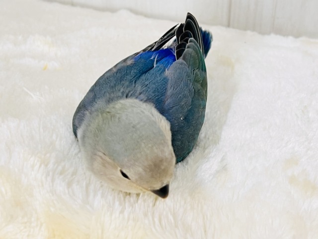 晴天☀️.°キラキラブルー💍 ̖́-コザクラインコのヒナ(ブルー)入荷しました❤️ コザクラインコ(小桜インコ)