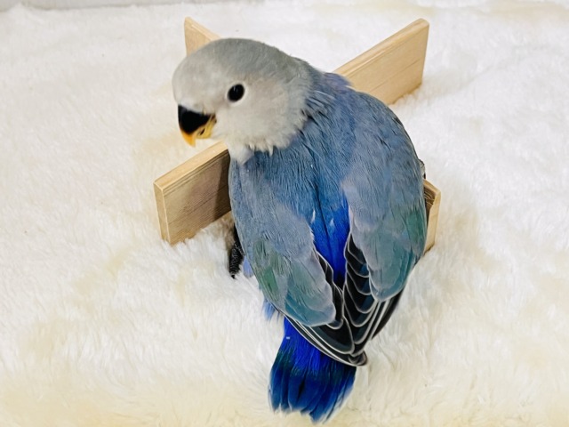 晴天☀️.°キラキラブルー💍 ̖́-コザクラインコのヒナ(ブルー)入荷しました❤️ コザクラインコ(小桜インコ)