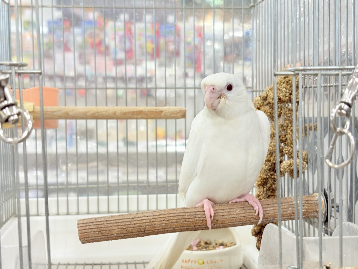 オカメインコ