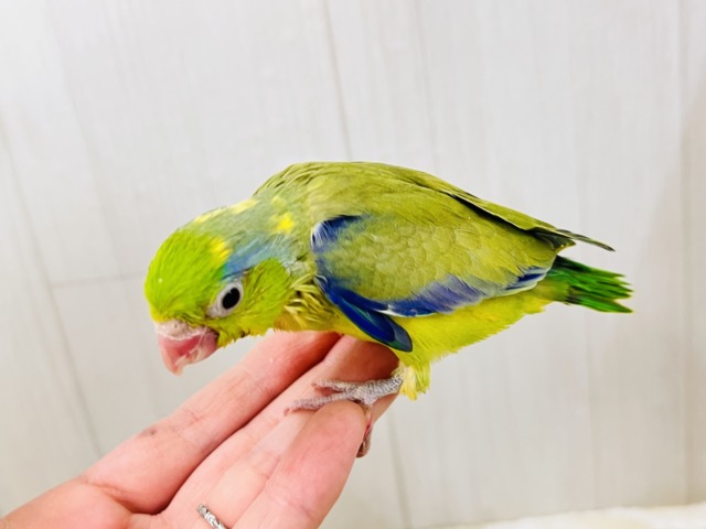 画像更新☆グリーンハート💚ガオガオ☆マメルリハ(グリーンパイド)の男の子‼︎ マメルリハ