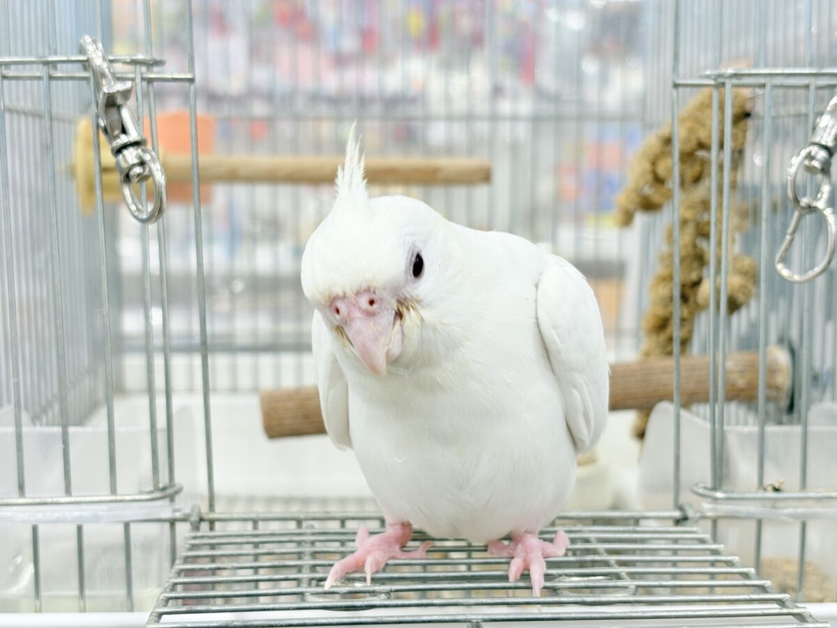 オカメインコ