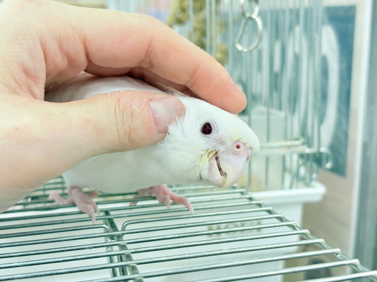 オカメインコ