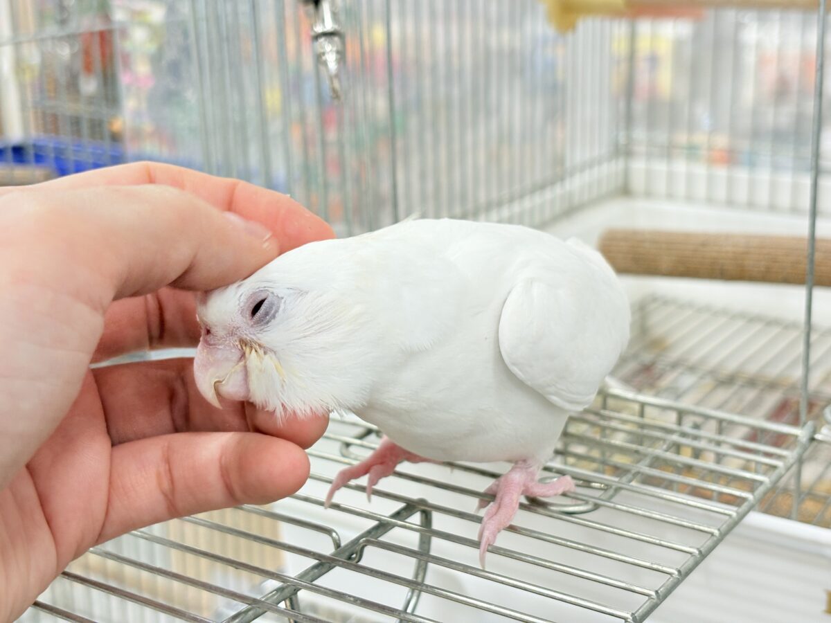 オカメインコ