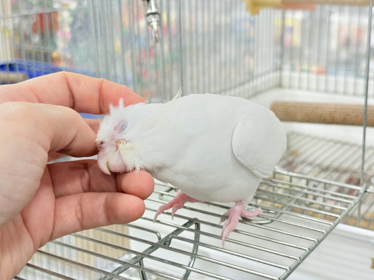 オカメインコ