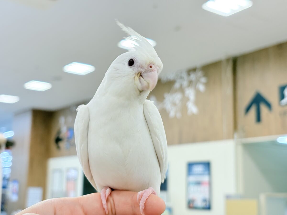 オカメインコ