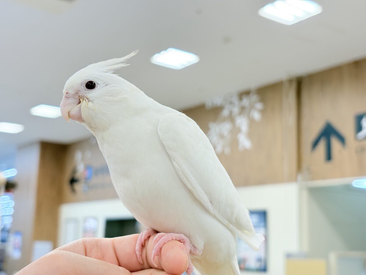 オカメインコ
