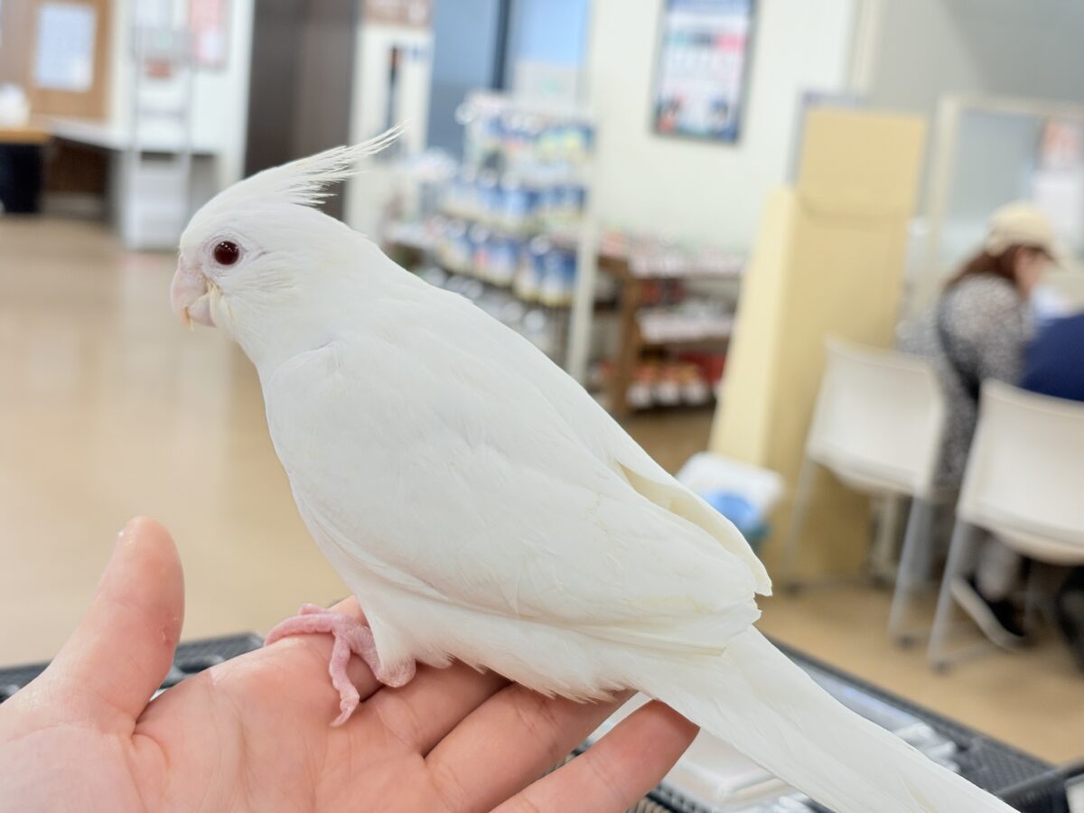オカメインコ
