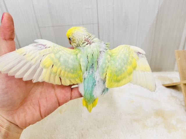 画像更新☆春らしい新芽カラー🌱セキセイインコの珍しいグリーンレインボー✨ セキセイインコ