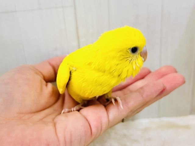 画像更新☆黒ゴマ2粒🖤💛卵焼き〜🥚セキセイインコのイエローダブルファクター☆ セキセイインコ