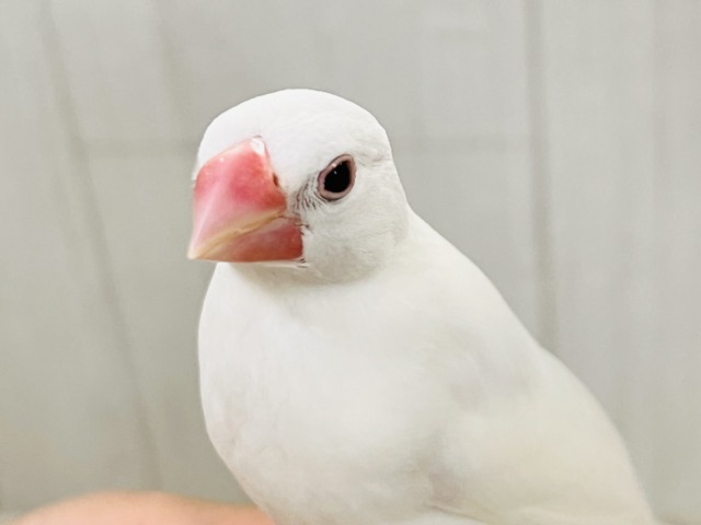 画像更新☆イチゴ大福🍓真っ白キラキラした✨純白な白文鳥の雛入舎です☆ 白文鳥