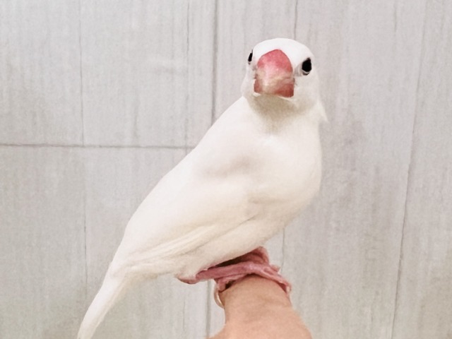 画像更新☆イチゴ大福🍓真っ白キラキラした✨純白な白文鳥の雛入舎です☆ 白文鳥