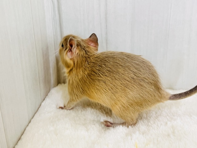 画像更新☆きゅるるん♡可愛すぎ〜るデグー(サンド)の男の子! デグー