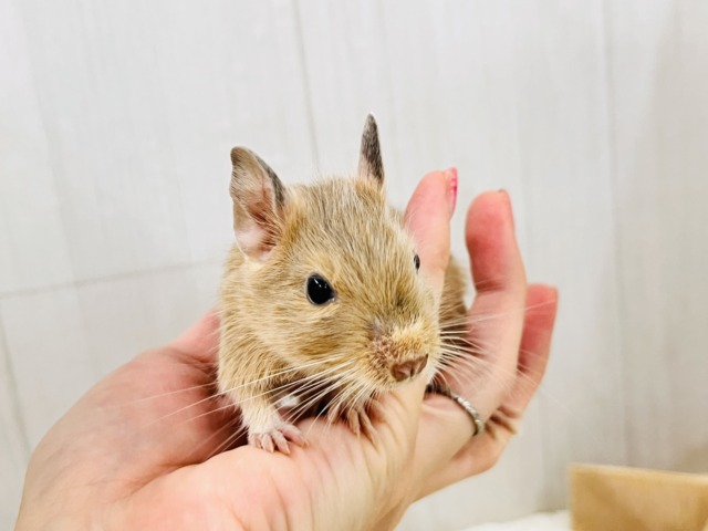 画像更新☆きゅるるん♡可愛すぎ〜るデグー(サンド)の男の子! デグー
