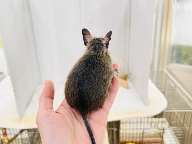 画像更新☆寂しがりやさんなの。🍼幼さ溢れるデグー(アグーチ)の男の子💙 デグー
