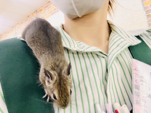 画像更新☆寂しがりやさんなの。🍼幼さ溢れるデグー(アグーチ)の男の子💙 デグー