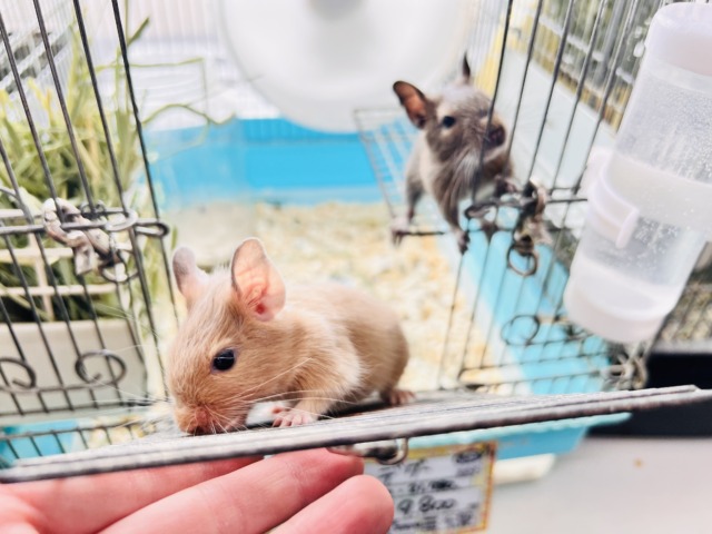 画像更新☆きゅるるん♡可愛すぎ〜るデグー(サンド)の男の子! デグー