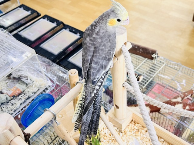 画像更新☆ピカっと黄色のほっぺ♡これから素敵に育つんだ!オカメインコのノーマルカラー🩶 オカメインコ