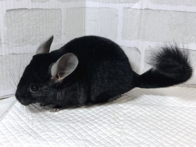 チンチラ