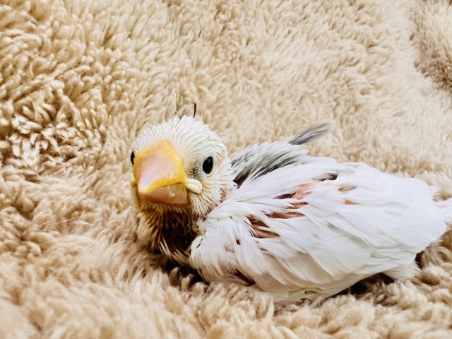 白文鳥