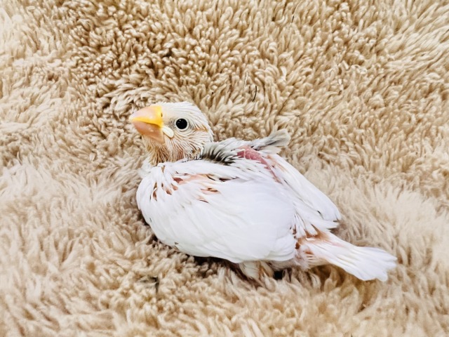 白文鳥