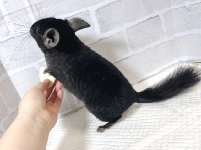チンチラ