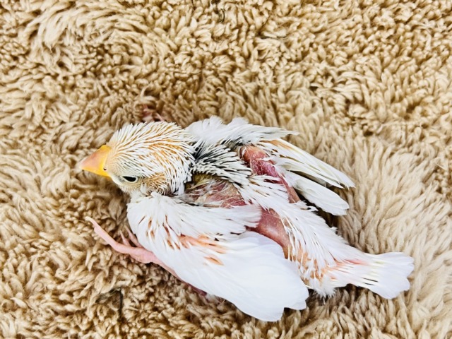 むむっ!グレーマークの白文鳥の雛入舎しました♡ 白文鳥