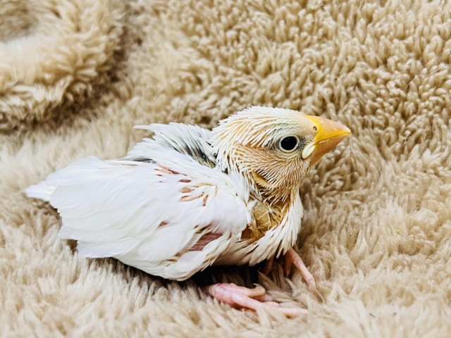 白文鳥