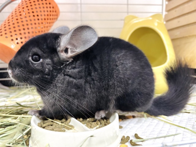 チンチラ