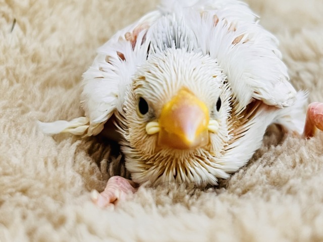むむっ!グレーマークの白文鳥の雛入舎しました♡ 白文鳥