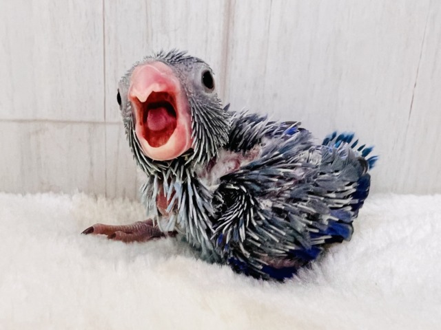 画像更新☆ちっこい!ミニミニ🎶Blue bird💙マメルリハブルーの男の子 マメルリハ