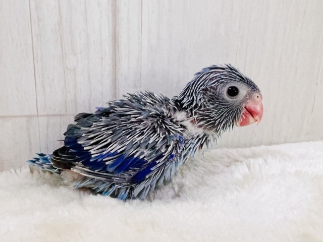画像更新☆ちっこい!ミニミニ🎶Blue bird💙マメルリハブルーの男の子 マメルリハ