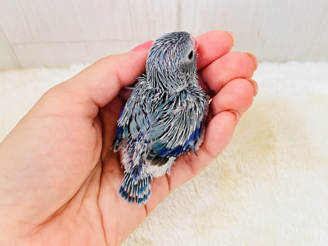 画像更新☆ちっこい!ミニミニ🎶Blue bird💙マメルリハブルーの男の子 マメルリハ