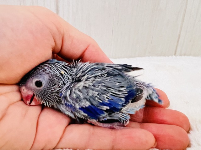 画像更新☆ちっこい!ミニミニ🎶Blue bird💙マメルリハブルーの男の子 マメルリハ