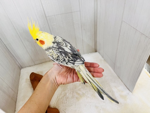 ピポピポピー♡たくさん鳴くよ🎶オカメインコのパール🩵 オカメインコ