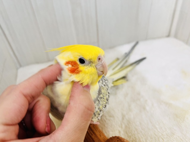 ピポピポピー♡たくさん鳴くよ🎶オカメインコのパール🩵 オカメインコ