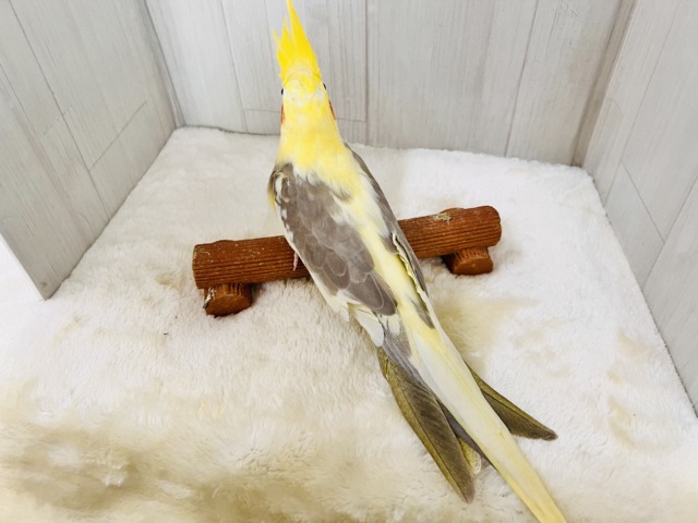 隠れ甘えん坊♡オカメインコのシナモンパイド💖 オカメインコ