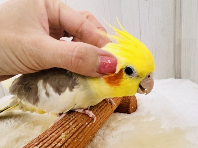 隠れ甘えん坊♡オカメインコのシナモンパイド💖 オカメインコ