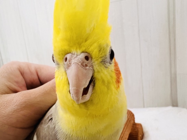 隠れ甘えん坊♡オカメインコのシナモンパイド💖 オカメインコ