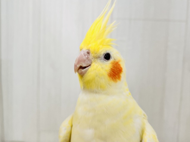 霜降りオカメ💛珍しいルチノーパールだよ💖 オカメインコ