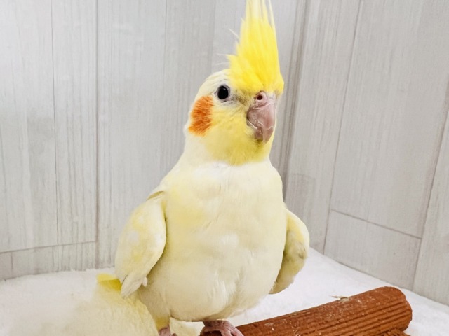 霜降りオカメ💛珍しいルチノーパールだよ💖 オカメインコ