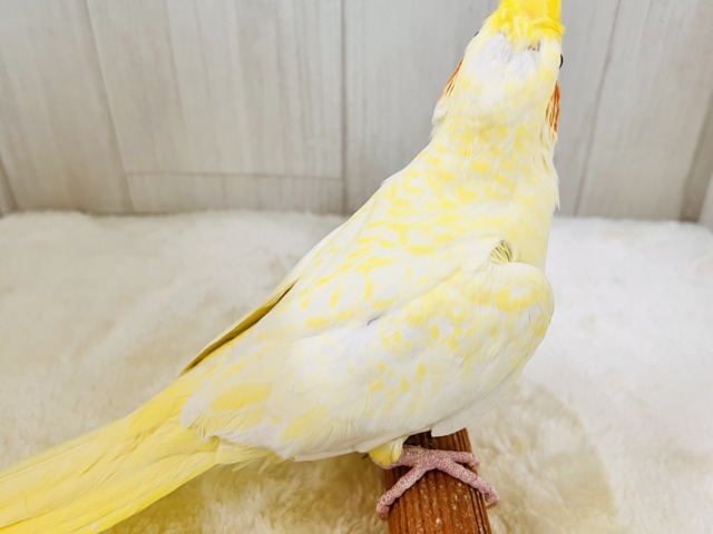 霜降りオカメ💛珍しいルチノーパールだよ💖 オカメインコ