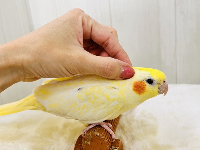 霜降りオカメ💛珍しいルチノーパールだよ💖 オカメインコ