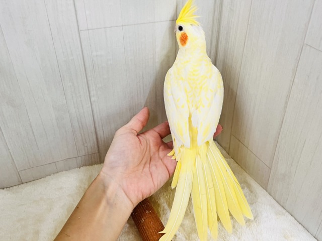 霜降りオカメ💛珍しいルチノーパールだよ💖 オカメインコ