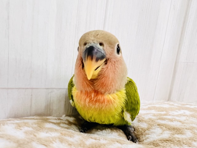 画像更新☆好き嫌いはダメよ♡真っ赤に染まるよ😍小桜インコのオパーリン ✨ コザクラインコ(小桜インコ)