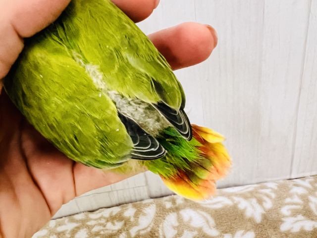 画像更新☆好き嫌いはダメよ♡真っ赤に染まるよ😍小桜インコのオパーリン ✨ コザクラインコ(小桜インコ)